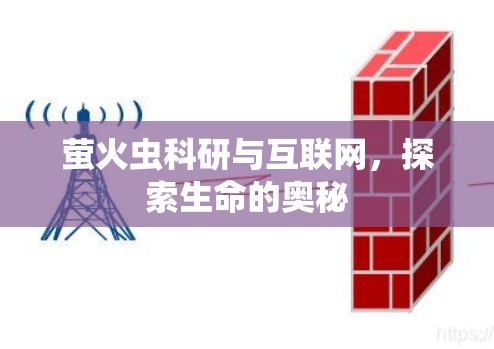 萤火虫科研与互联网，探索生命的奥秘